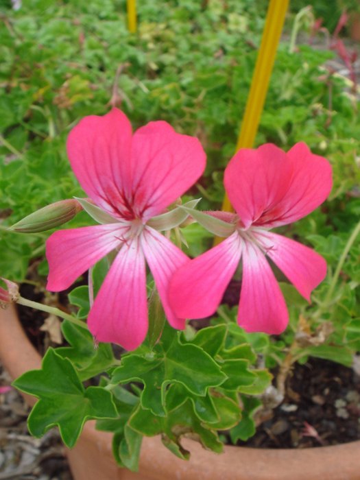 Pelargonium peltatum 'Desrumeaux rose' fleur